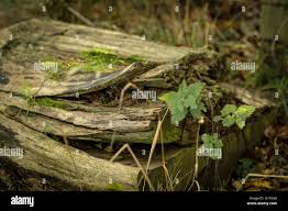 Attēlu rezultāti vaicājumam “Tubifera montana young”