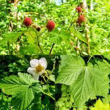 Attēlu rezultāti vaicājumam “Rubus parviflorus fruit”