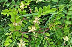 Attēlu rezultāti vaicājumam “Astragalus glycyphyllos flower”