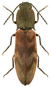 Attēlu rezultāti vaicājumam “Harminius undulatus”