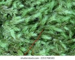 Attēlu rezultāti vaicājumam “Anomodon longifolius”