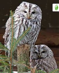 Image result for Strix aluco