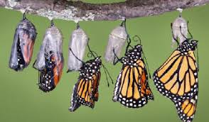 images?q=tbn:ANd9GcQmzMWNWj8ErH7Jdka3V5XbPmFJYEIWCDKEp4CtDIoiHxR1kGG8nQ