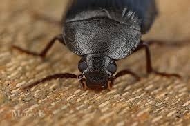 Attēlu rezultāti vaicājumam “Prionychus ater”