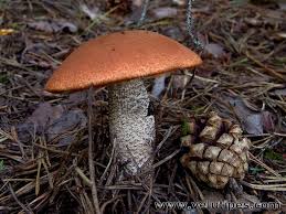 Attēlu rezultāti vaicājumam “Leccinum vulpinum”