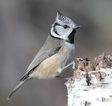 Attēlu rezultāti vaicājumam “Lophophanes cristatus”