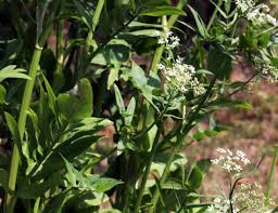 Attēlu rezultāti vaicājumam “Sium latifolium”