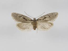 Attēlu rezultāti vaicājumam “Semioscopis avellanella”