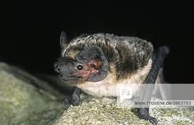 Attēlu rezultāti vaicājumam “Vespertilio murinus”