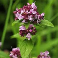 Attēlu rezultāti vaicājumam “Origanum majorana flower”