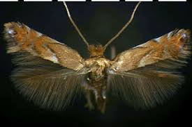 Attēlu rezultāti vaicājumam “Phyllonorycter apparella”