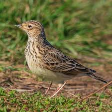 Image result for Alauda arvensis