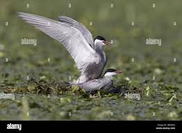 Attēlu rezultāti vaicājumam “Chlidonias hybrida”