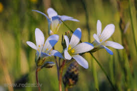 Attēlu rezultāti vaicājumam “Saxifraga granulata”