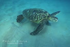 Image result for Chelonia mydas