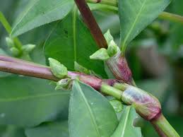 Attēlu rezultāti vaicājumam “Persicaria hydropiper”