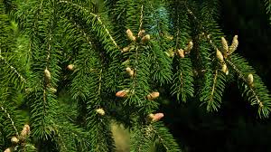 Attēlu rezultāti vaicājumam “Picea abies fruit”