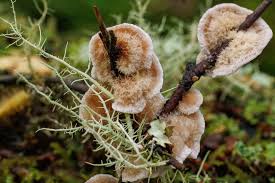 Attēlu rezultāti vaicājumam “Heterotrichia obvelata (syn. Arcyria obvelata) young”
