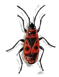 Attēlu rezultāti vaicājumam “Pyrrhocoris apterus imago”