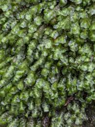 Attēlu rezultāti vaicājumam “Scapania undulata”