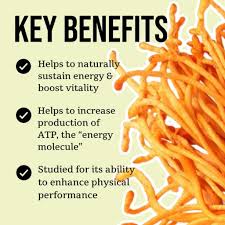 Attēlu rezultāti vaicājumam “Cordyceps”
