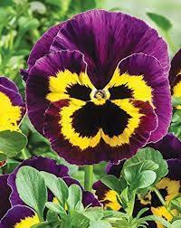 Attēlu rezultāti vaicājumam “Viola tricolor”