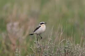 Attēlu rezultāti vaicājumam “Oenanthe oenanthe male”