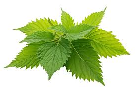 Attēlu rezultāti vaicājumam “Urtica urens leaf”