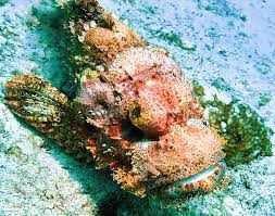 Image result for Scorpaena scrofa