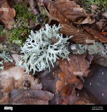 Attēlu rezultāti vaicājumam “Evernia prunastri”