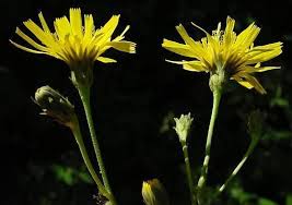 Attēlu rezultāti vaicājumam “Hieracium laevigatum”