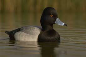 Image result for Aythya affinis