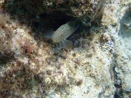 Image result for Mycteroperca rubra