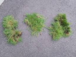 Attēlu rezultāti vaicājumam “Poa trivialis”