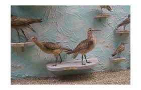 Image result for Numenius borealis