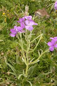 Image result for Levkoje