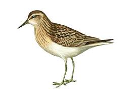 Image result for Calidris minutilla