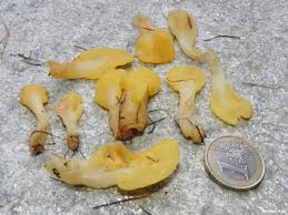 Attēlu rezultāti vaicājumam “Spathularia flavida”