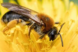 Attēlu rezultāti vaicājumam “Andrena haemorrhoa”