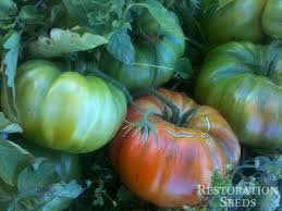 Afbeeldingsresultaat voor 1884 purple tomato