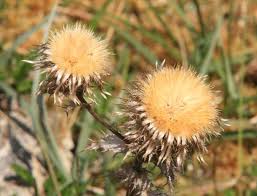 Attēlu rezultāti vaicājumam “Carlina vulgaris flower”