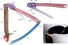 Attēlu rezultāti vaicājumam “Trichia longipalpis”