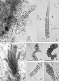 Attēlu rezultāti vaicājumam “Gymnostomum calcareum”