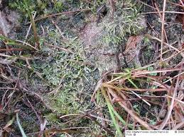 Attēlu rezultāti vaicājumam “Riccia canaliculata”