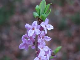 Attēlu rezultāti vaicājumam “Daphne mezereum flower”