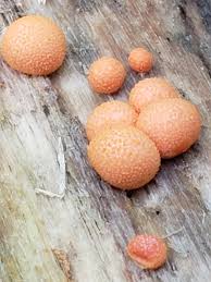 Attēlu rezultāti vaicājumam “Lycogala persicum macro”