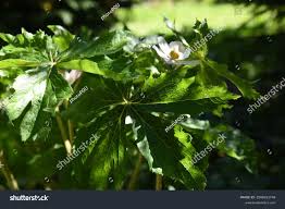 Attēlu rezultāti vaicājumam “Podophyllum hexandrum flower”