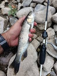 Image result for Squalius vardarensis