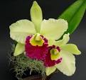 Cattleya Orchid | Orchids Flowers