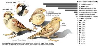 Attēlu rezultāti vaicājumam “Passer domesticus juvenile”
